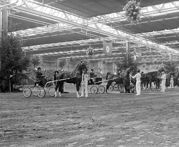 103024 Afbeelding van de opstelling van de tuigpaarden ter beoordeling door de jury tijdens de 54ste Vee- en ...